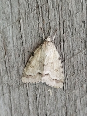 Acronicta innotata