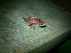 Microhyla gadjahmadai