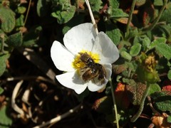 Chasmatopterus villosulus