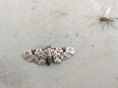 Eupithecia stellata