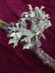 Ramalina canariensis