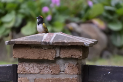 Pipilo maculatus × ocai