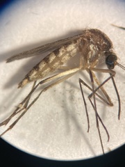 Aedes infirmatus