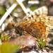 Boloria chariclea butleri - Photo (c) upupamartin,  זכויות יוצרים חלקיות (CC BY-NC-ND), הועלה על ידי upupamartin