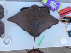 Myliobatis chilensis