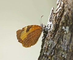 Cnodontes penningtoni