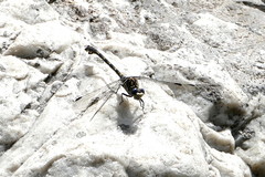 Ceratogomphus triceraticus