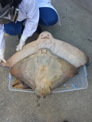 Myliobatis chilensis