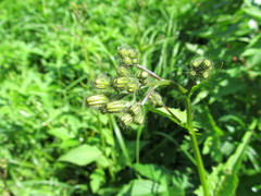 Crepis paludosa