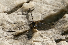 Ceratogomphus triceraticus