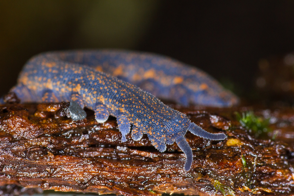 New Zealand peripatus