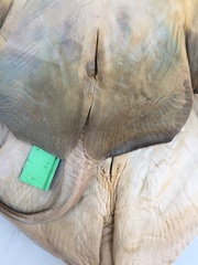 Myliobatis chilensis