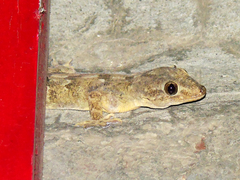 Hemidactylus flaviviridis