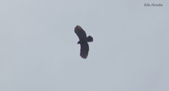 Spizaetus tyrannus