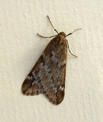 Alsophila aescularia