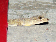Hemidactylus flaviviridis