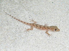 Hemidactylus flaviviridis
