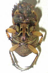 Oniticellus formosus