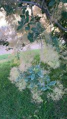 Cotinus coggygria