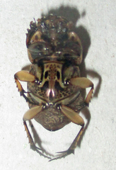 Oniticellus formosus