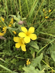 Linum flavum