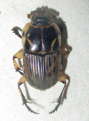 Oniticellus formosus