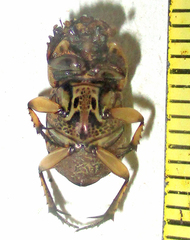 Oniticellus formosus