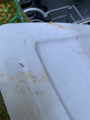 Diptera