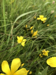 Linum flavum