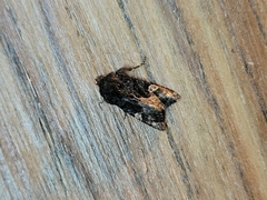 Euplexia benesimilis