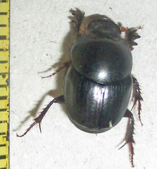Euonthophagus carbonarius