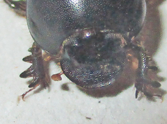 Euonthophagus carbonarius