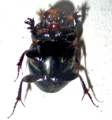 Euonthophagus carbonarius