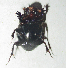 Euonthophagus carbonarius