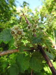 Rubus × idaeoides