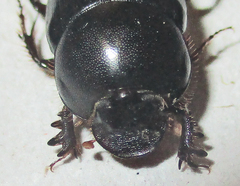 Euonthophagus carbonarius