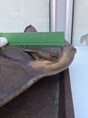 Myliobatis chilensis