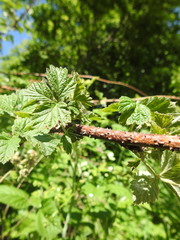 Rubus × idaeoides