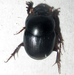 Euonthophagus carbonarius
