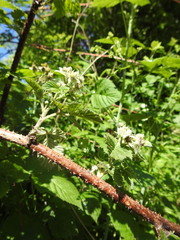 Rubus × idaeoides