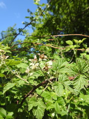 Rubus × idaeoides