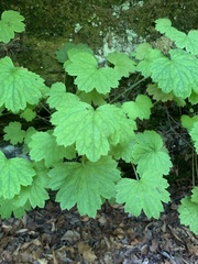 Heuchera