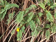 Chamaecrista glandulosa
