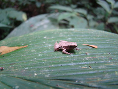 Hamptophryne boliviana