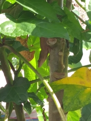Anolis sagrei