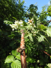 Rubus × idaeoides