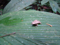 Hamptophryne boliviana