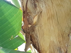 Anolis sagrei