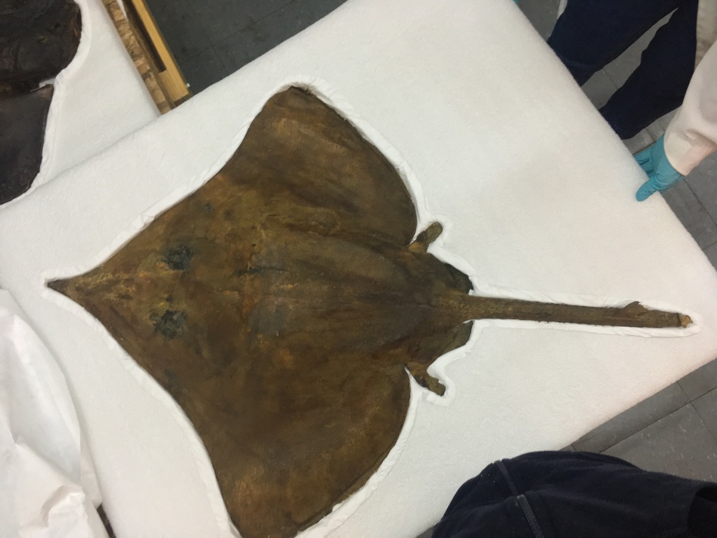 Ruwhuid-vleet (Dipturus trachyderma) — Rajidae