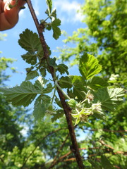 Rubus × idaeoides
